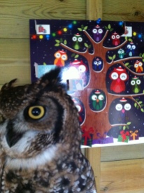 Owl advent