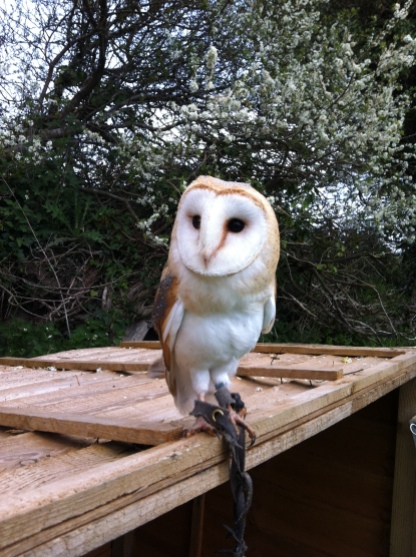 Barn Owl on lookout