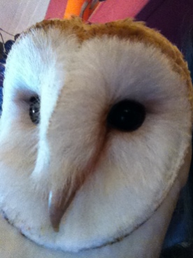 Barn Owl selfie