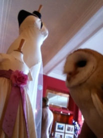 Whisper the Barn Owl at the Wedding Show
