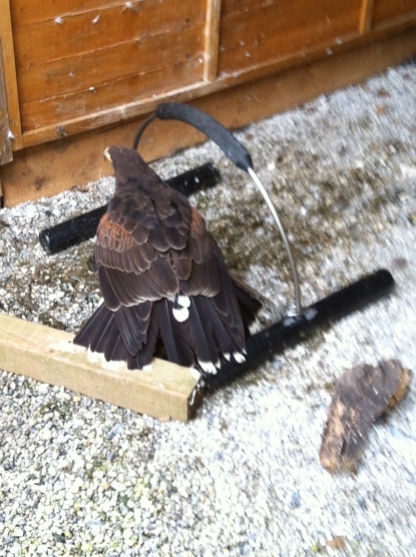 new harris hawk tail feathers