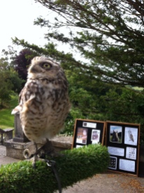 peanut-the-burrowing-owl-at-trenython-manor-july-2016