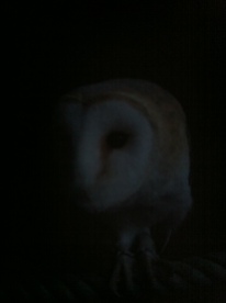 Barn owl at dusk 4