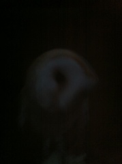 Barn owl at dusk 6