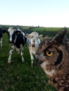 Owl meets cow Sept 17