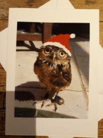 Peanut Burrowing Owl Cute Xmas Hat